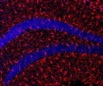 Novel Therapeutic Strategy for Healthy Aging and Longevity