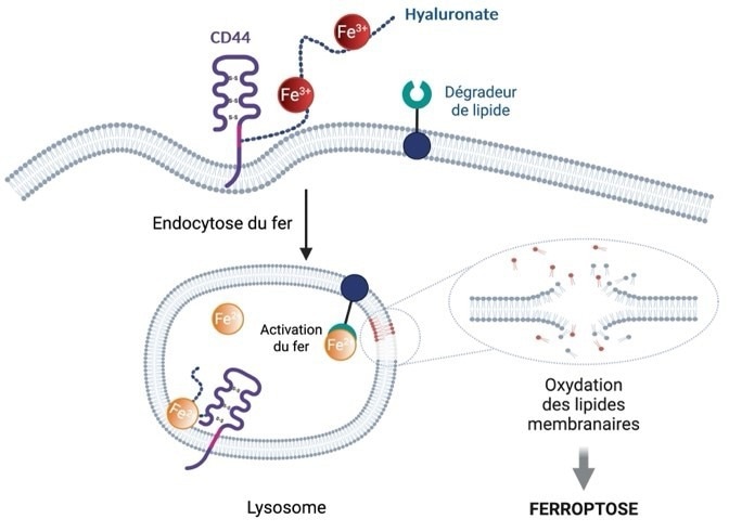 Ferroptosis diagram. Iron is internalized in the cell via the protein CD44 present on its surface, allowing it to acquire metastatic properties and tolerance to standard treatments through epigenetic reprogramming, which plays a key role in cell adaptation. The activation of lysosomal iron by a phospholipid degrader causes the oxidation and rupture of cell membranes, leading to cell death.