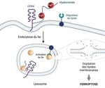 Novel Molecule Inducing Ferroptosis for Metastatic Cancer Therapy