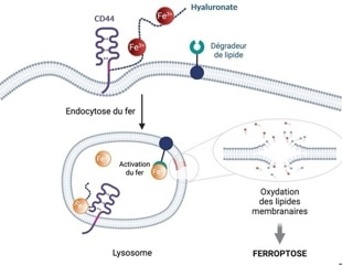 Novel Molecule Inducing Ferroptosis for Metastatic Cancer Therapy