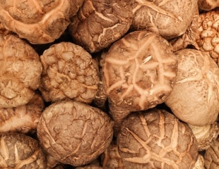 A Precise New Approach to Shiitake Mushroom Classification