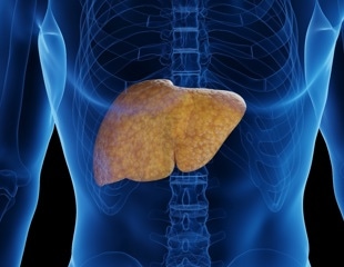 Depleting TM6SF2 in the Gut Worsens Liver Fat Buildup, Study Finds
