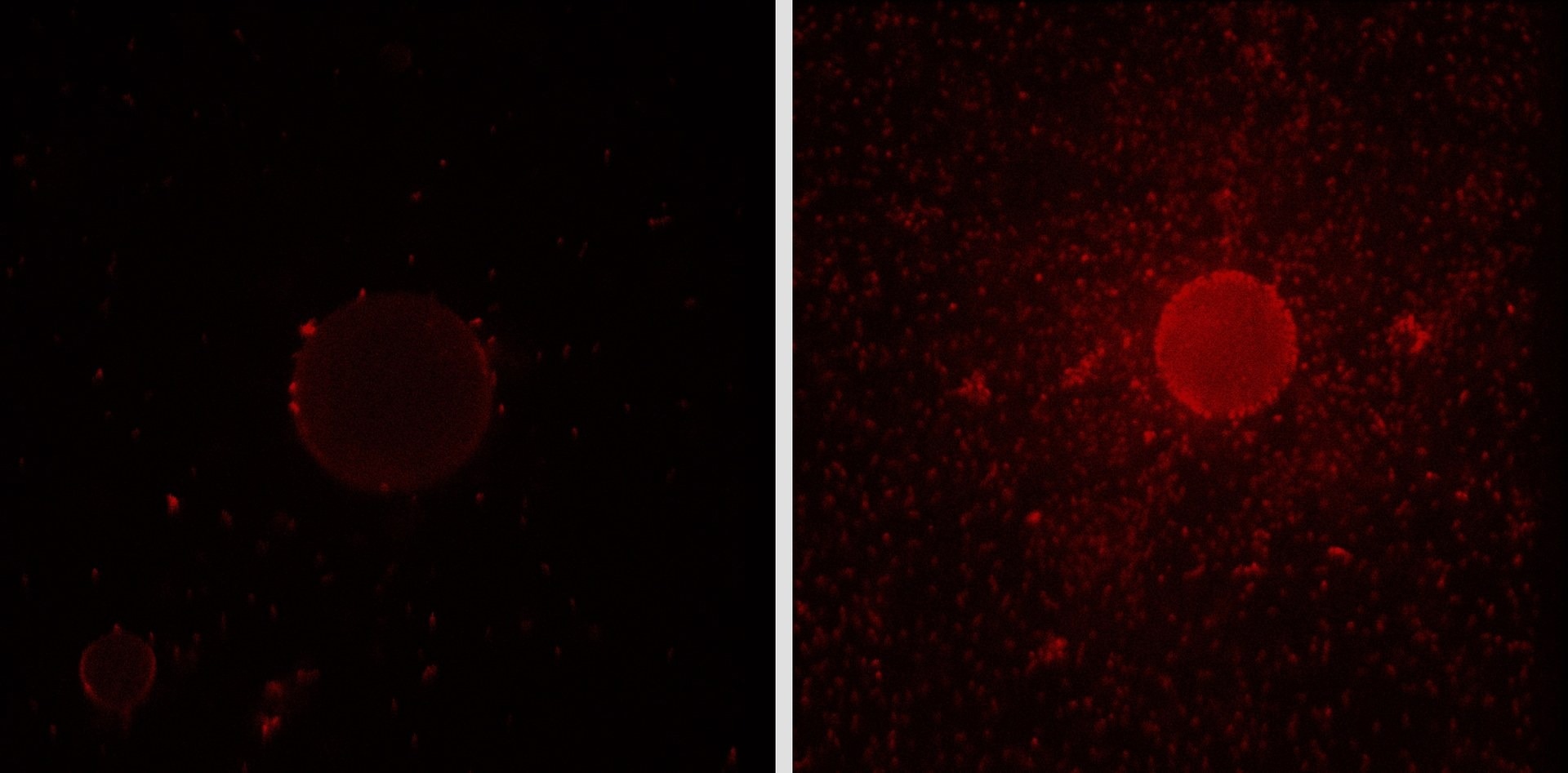 Unraveling the Genetic Basis of Biosurfactant Production in an Oil-Degrading Bacterium
