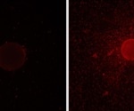 Unraveling the Genetic Basis of Biosurfactant Production in an Oil-Degrading Bacterium