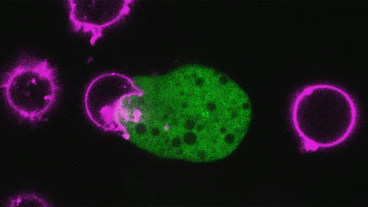The image shows E. histolytica (green) attacking human T-cells (white blood cells)