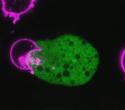 Unraveling How E. histolytica Kills Cells and Evades the Immune System