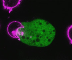 Unraveling How E. histolytica Kills Cells and Evades the Immune System