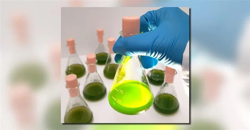 Tailored Cultivation of the Light-Sensitive Alga Chlamydomonas reinhardtii