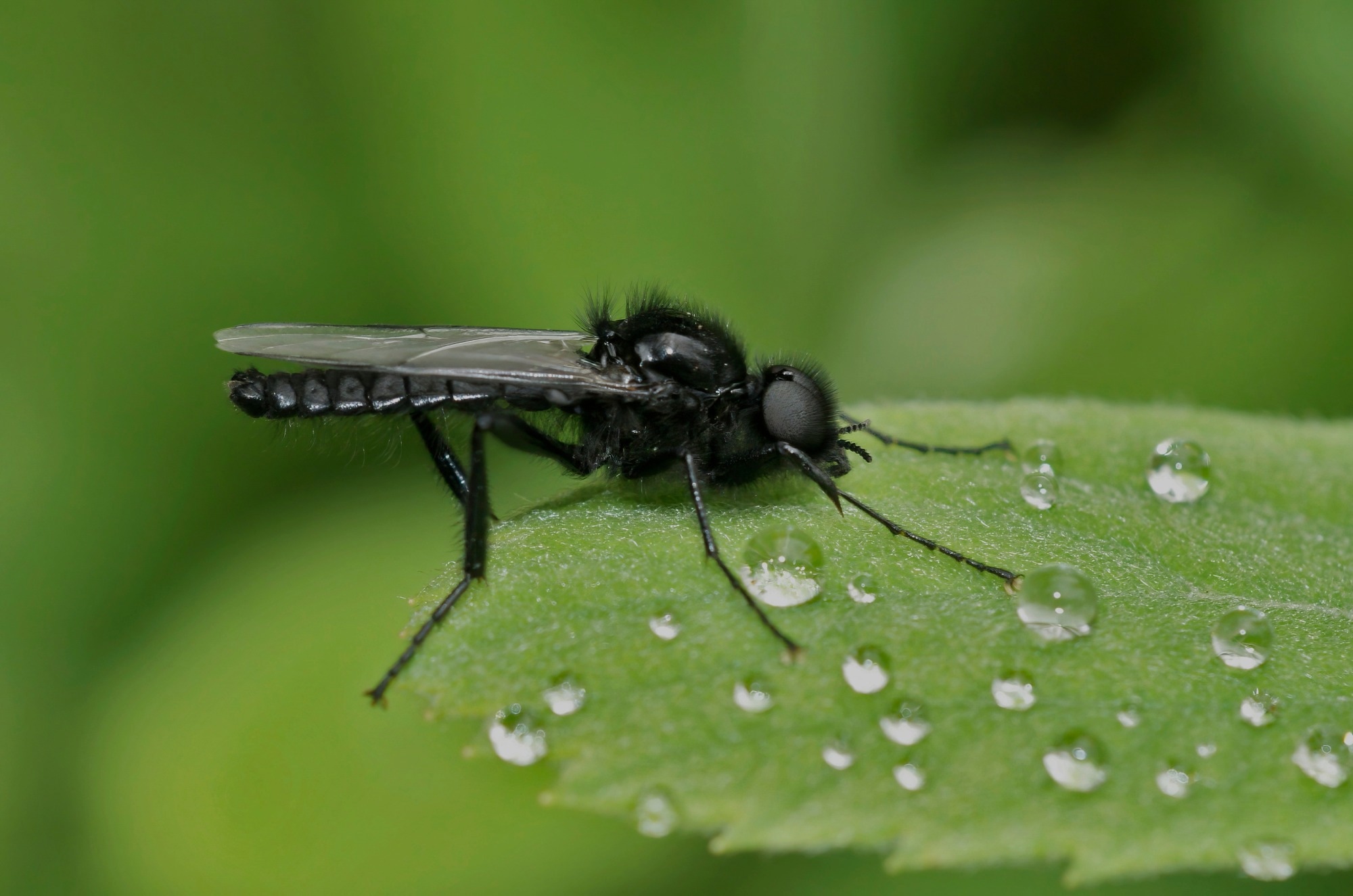 Close up of a black fly on a leaf