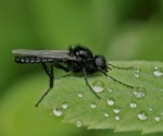 Sustainable Recycling: Turning Expired Pet Food into Biodiesel and Livestock Feed with Black Soldier Fly Larvae
