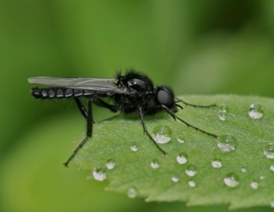 Sustainable Recycling: Turning Expired Pet Food into Biodiesel and Livestock Feed with Black Soldier Fly Larvae