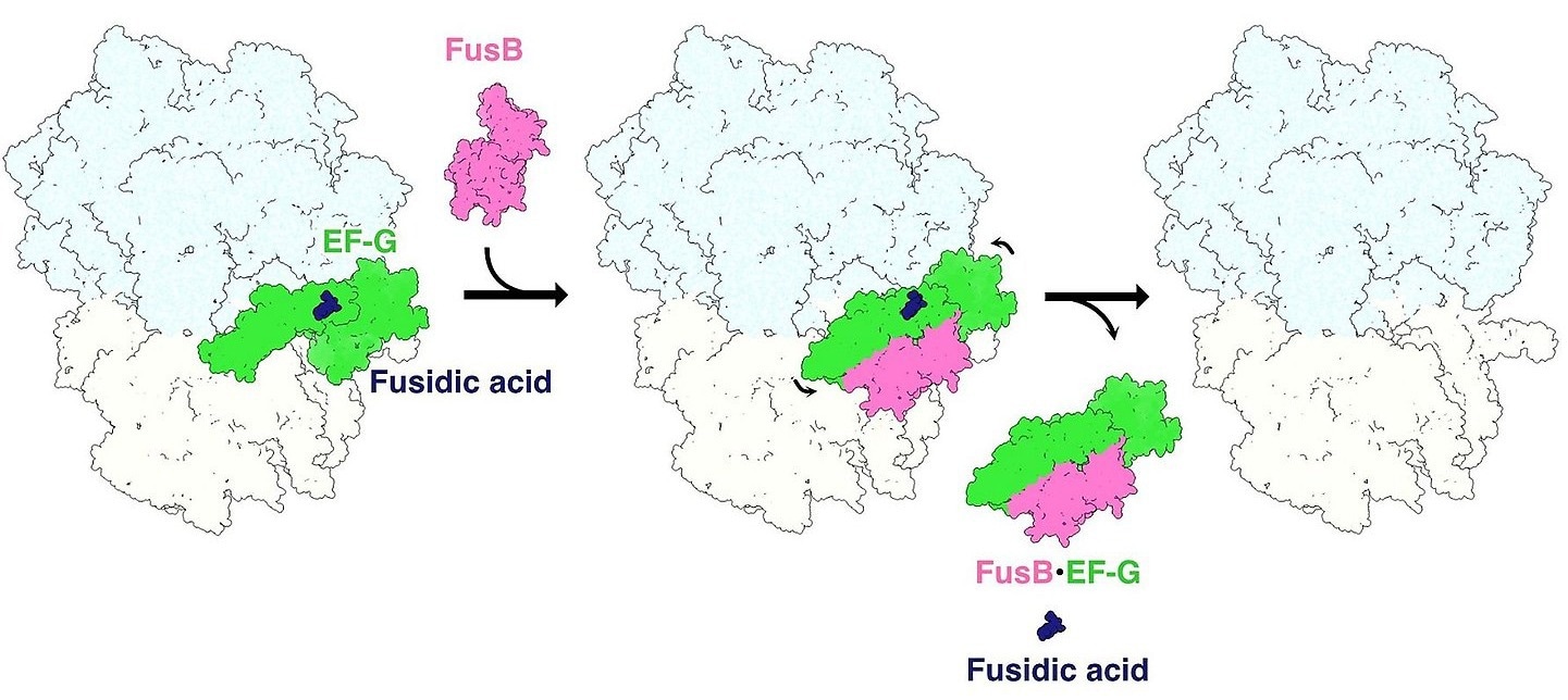 Schematic figure of the fusidic acid resistance “stop-motion” movie.