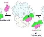 Molecular Mechanism Revealed by Stop-Motion Electron Microscopy