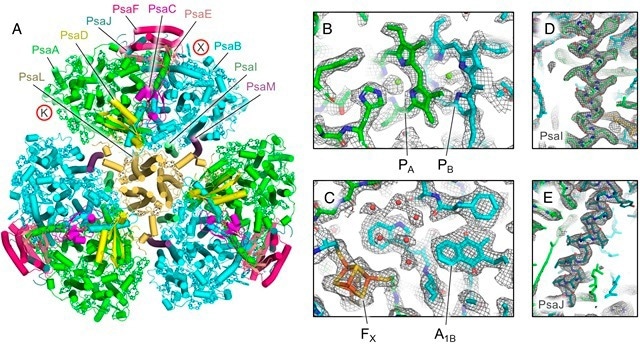 Decoding a 3-Billion-Year-Old Cyanobacterial Nanodevice
