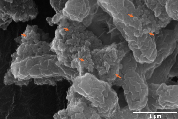 Environmental Nanoplastics Linked to Increased Foodborne Virus Severity
