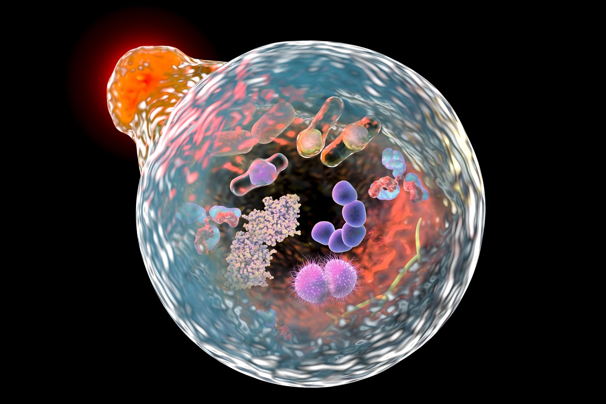Mechanism of cellular authophagy, illustration
