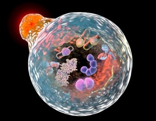 Autophagy: A Double-Edged Sword in Cancer and Protein Conformational Disorders
