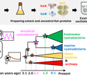 Tracing the Evolution of Cyanobacterial Circadian Clocks Through Earth's History