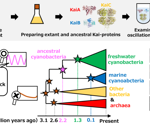 Tracing the Evolution of Cyanobacterial Circadian Clocks Through Earth's History