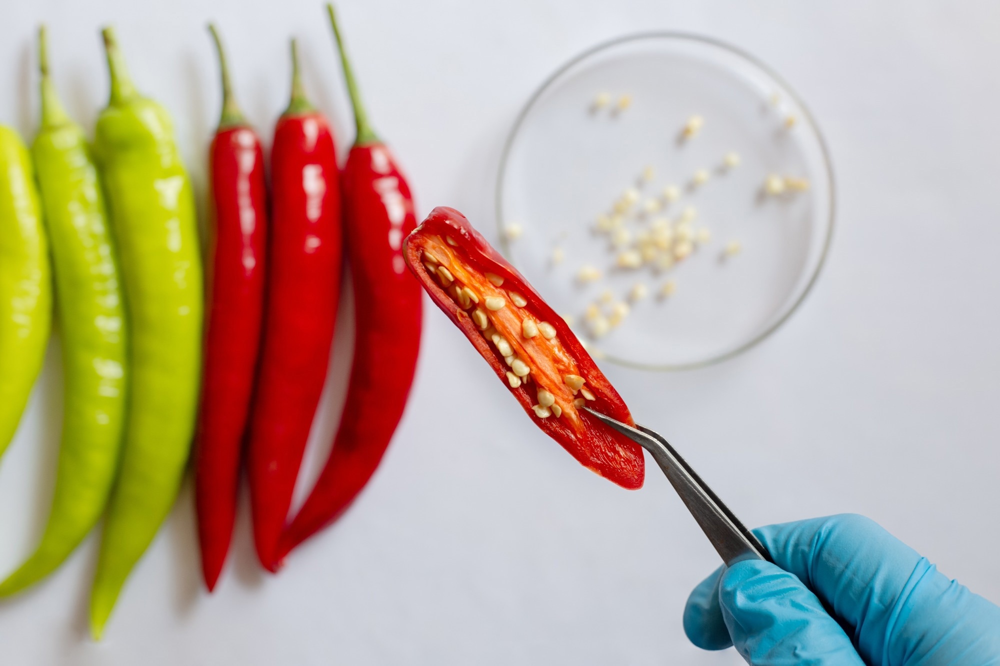 Red and green chilli species in a laboratory witth some seeds in a petri dish