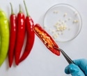 New Study Hints at Customizable Chili Heat and Pain Relief
