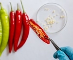 New Study Hints at Customizable Chili Heat and Pain Relief