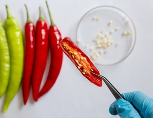 New Study Hints at Customizable Chili Heat and Pain Relief