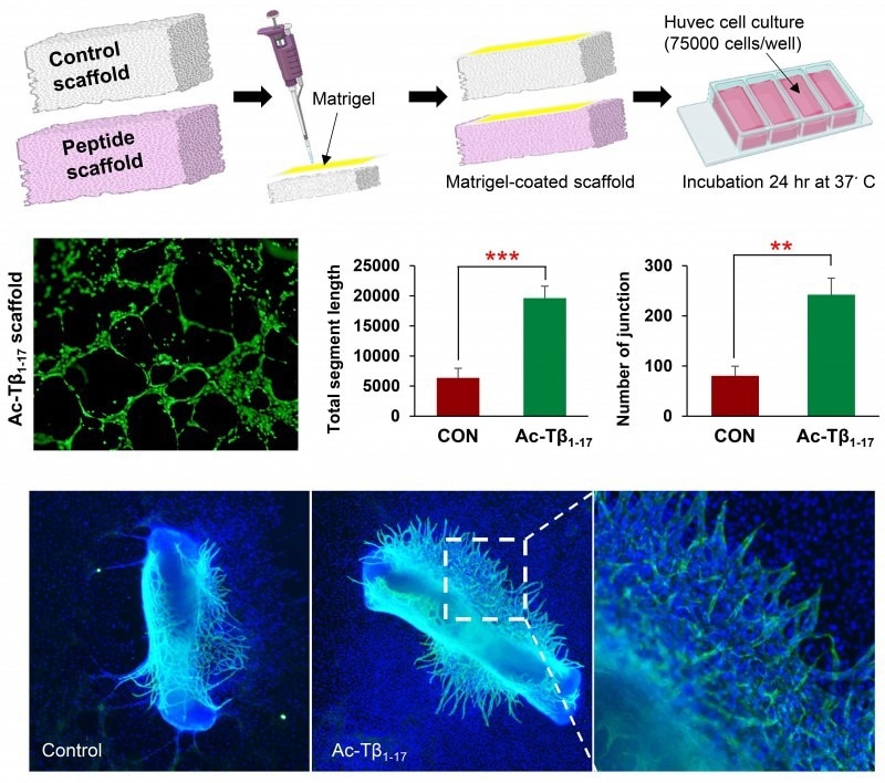 Peptide Metabolites: A New Frontier in Antiviral Therapies