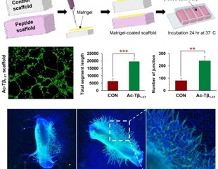 Peptide Metabolites: A New Frontier in Antiviral Therapies