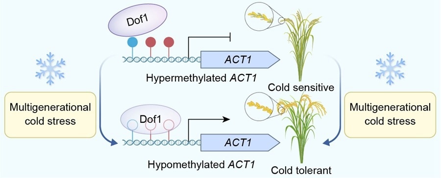 Cold Adaptation in Rice Offers New Insights into Evolution