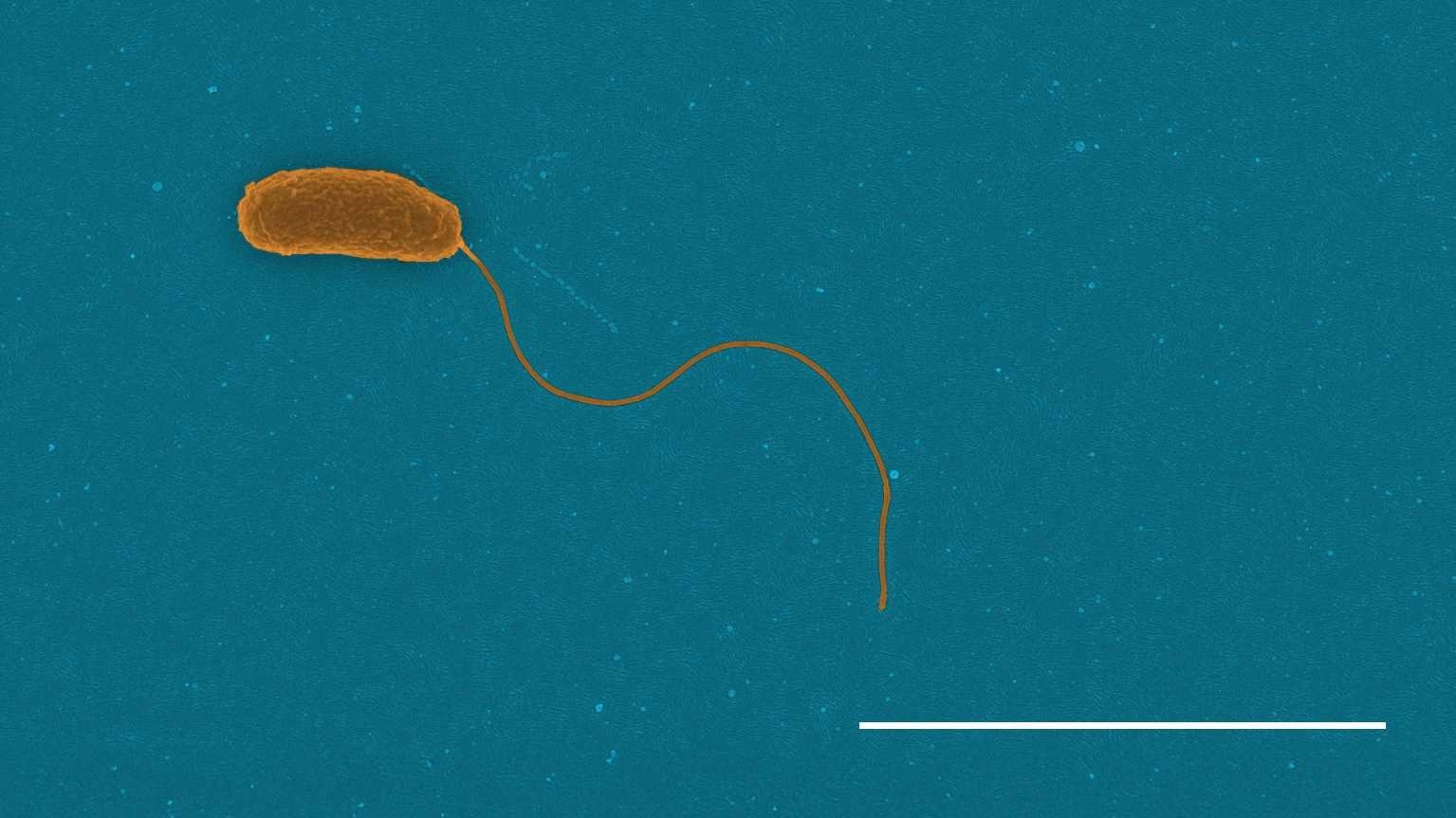 Unraveling Bacterial Biomass Loss for Climate Prediction