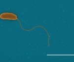 Unraveling Bacterial Biomass Loss for Climate Prediction