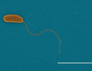 Unraveling Bacterial Biomass Loss for Climate Prediction