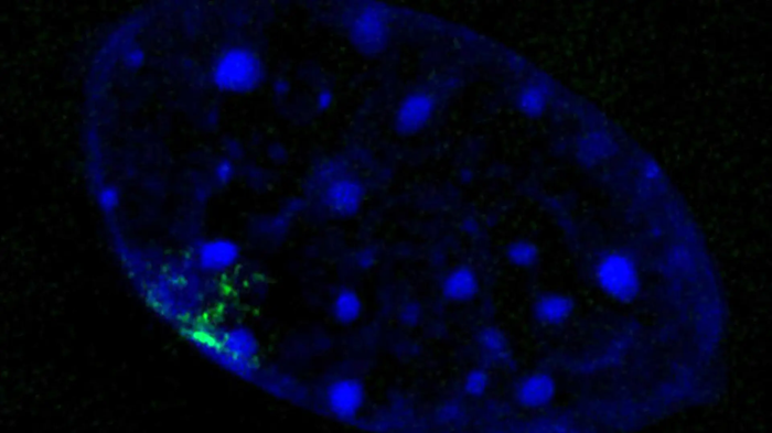 he image shows a cell nucleus with the Barr body marked in green