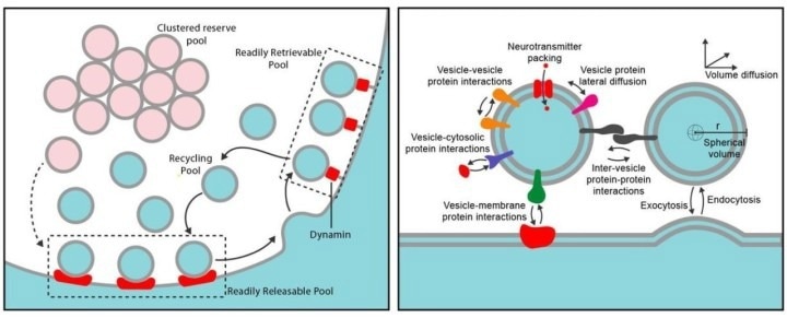 Unlocking the Secrets of Synaptic Transmission