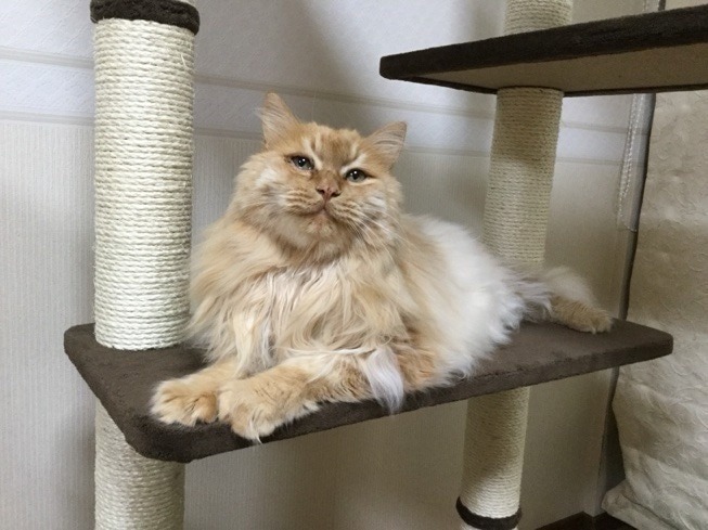 How Domestication Changed Cat Genes and Behavior