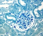 Three-Dimensionally Reconstructed Kidney Glomerulus Simulates Structural and Functional Characteristics In Vitro