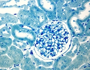 Three-Dimensionally Reconstructed Kidney Glomerulus Simulates Structural and Functional Characteristics In Vitro