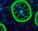 Ecological Dichotomy in Marine Bacteria During Starvation: Some Move to Find Nutrients, While Others Halt to Conserve Energy