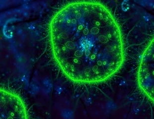 Ecological Dichotomy in Marine Bacteria During Starvation: Some Move to Find Nutrients, While Others Halt to Conserve Energy