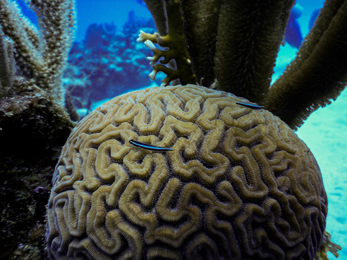 Cleaner Fish Stations and Their Effect on Reef Diversity