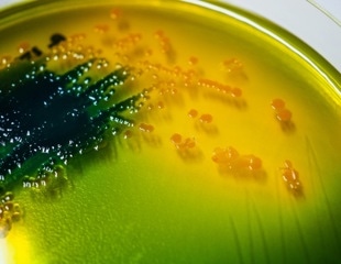 Chitin Facilitates Gene Transfer Across Species Through Natural Transformation Among Vibrio cholerae
