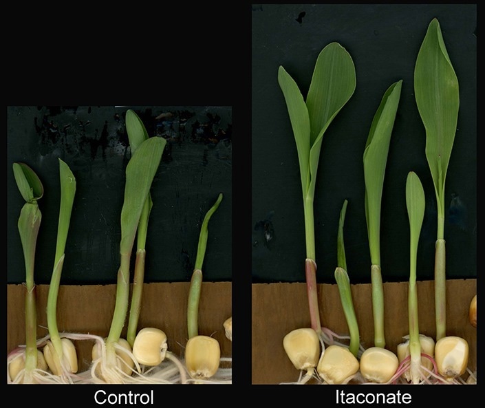 New Study Reveals Itaconate’s Crucial Functions in Plants