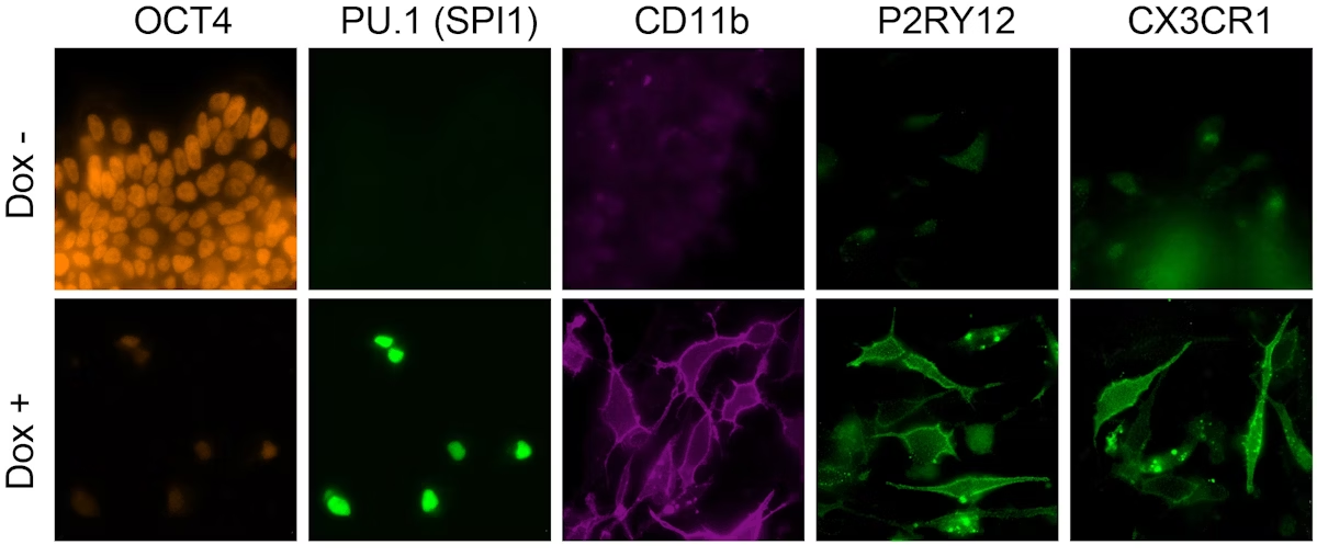 New Platform Technology Promises to Generate Hard-to-Get Human Cells