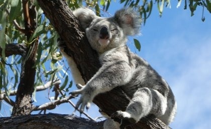New Genetic Marker Panel Aims to Save Koalas from Extinction
