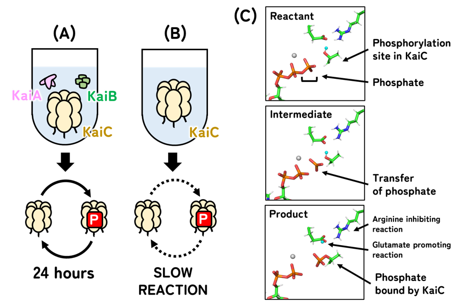 Scientists Uncover Cyanobacteria’s Circadian Clockwork