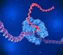 Study Reveals RNA Polymerase I Stalling Mechanism at Abasic DNA Damage Sites