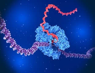 Study Reveals RNA Polymerase I Stalling Mechanism at Abasic DNA Damage Sites