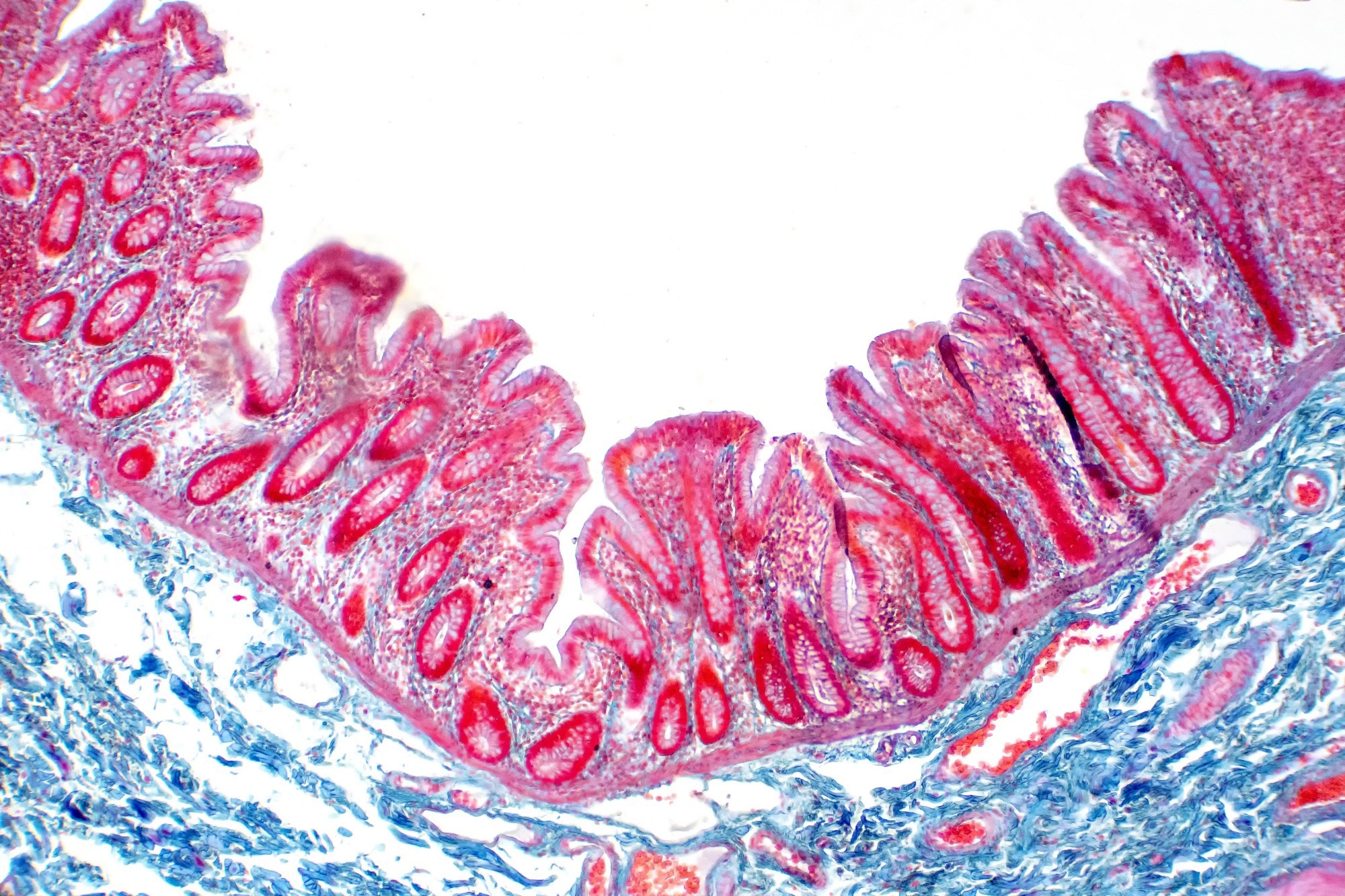 Human large intestine tissue under microscope view. Histological for human physiology.