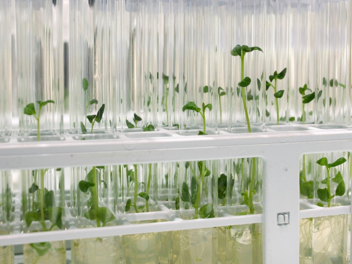 Advancing Gene Editing Through Values-Based Regulation